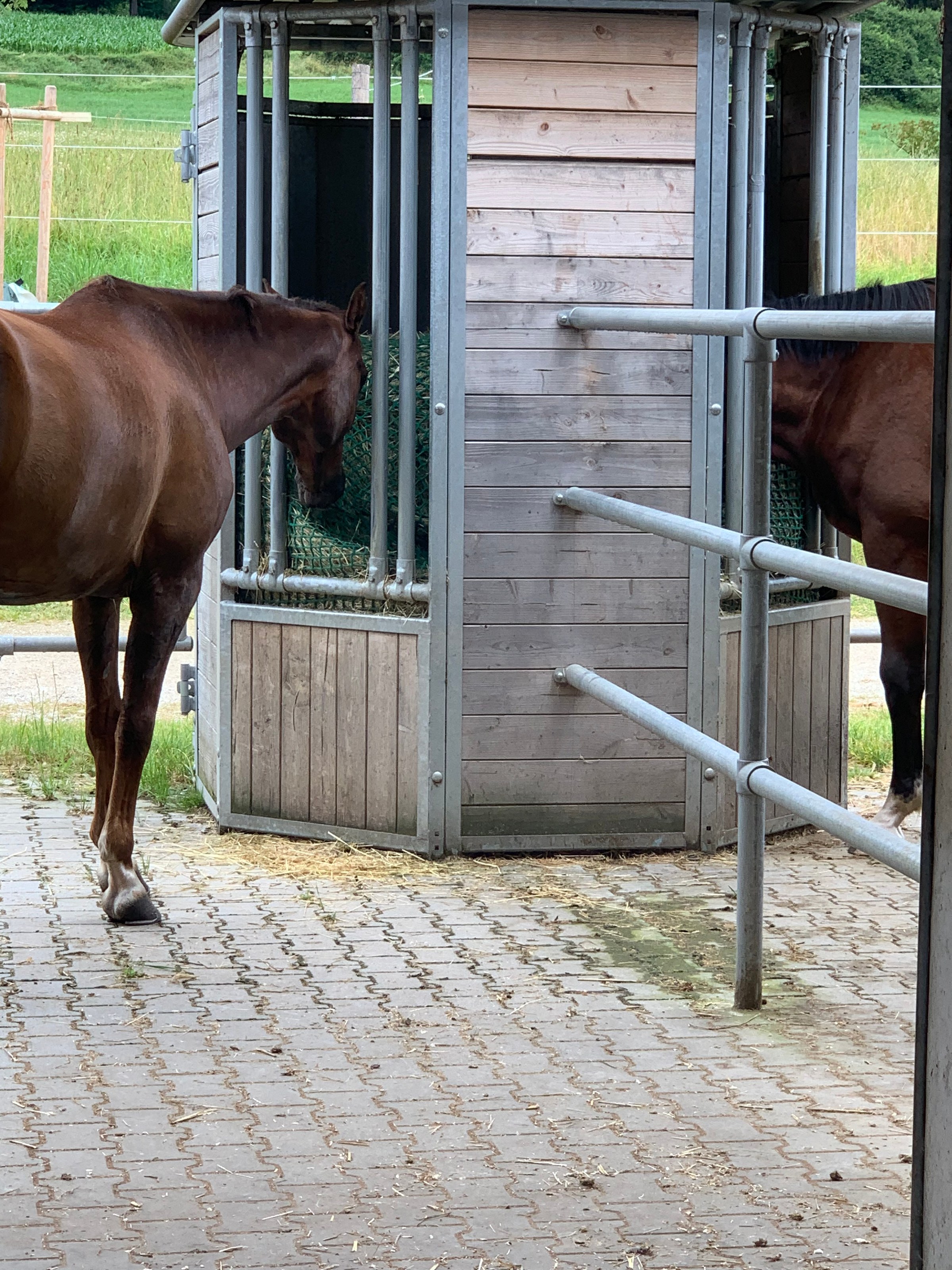 Zwei Pferde fressen an einer Heuraufe im Paddock
