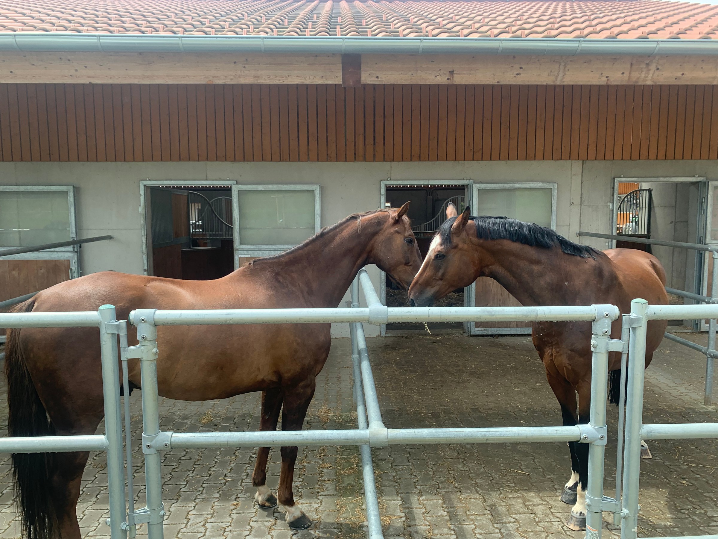Zwei Pferde an der Trennung zwischen ihren Paddocks vor offenen Boxentüren
