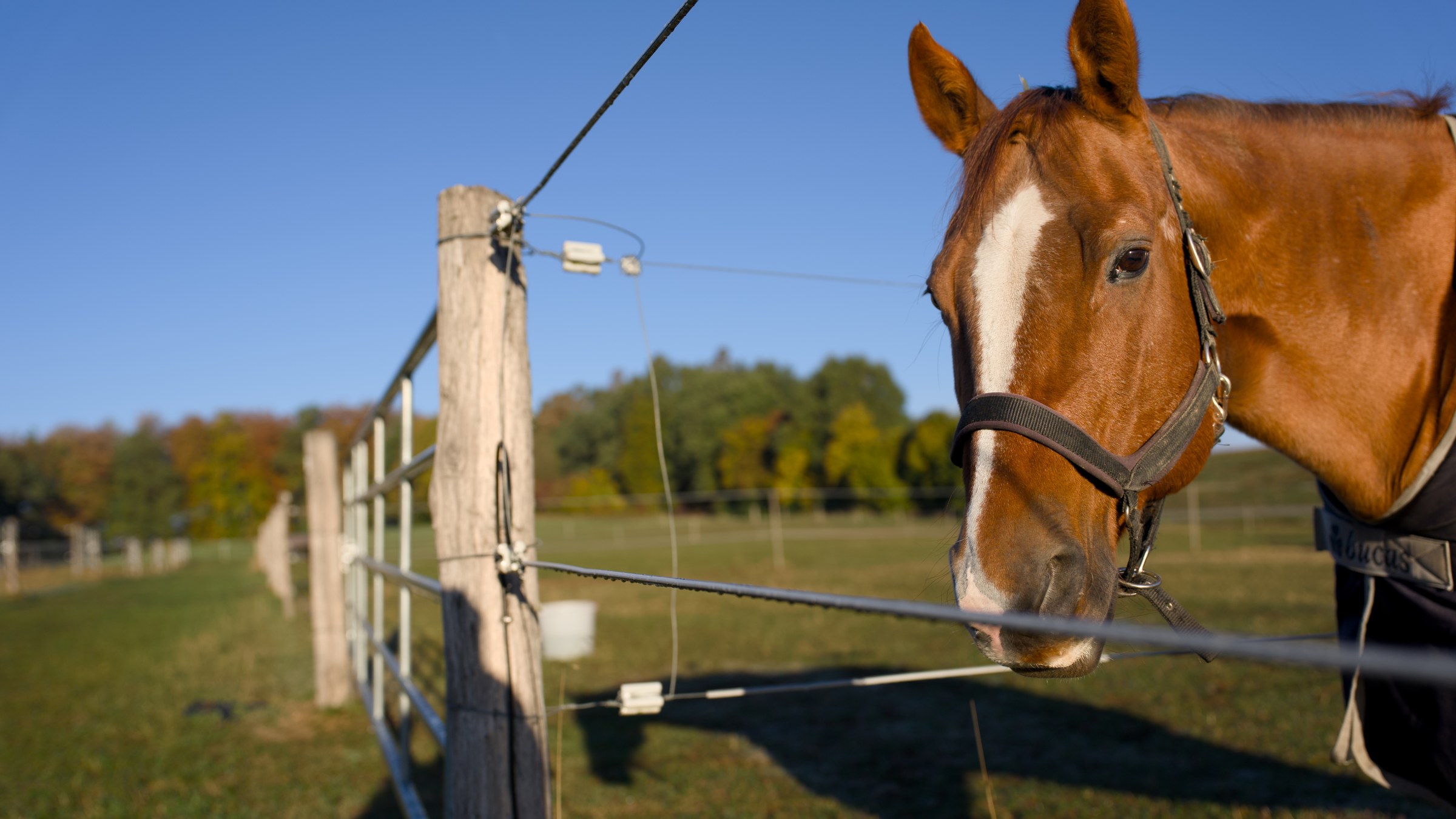 Pferd am Zaun vor einer grünen Koppel