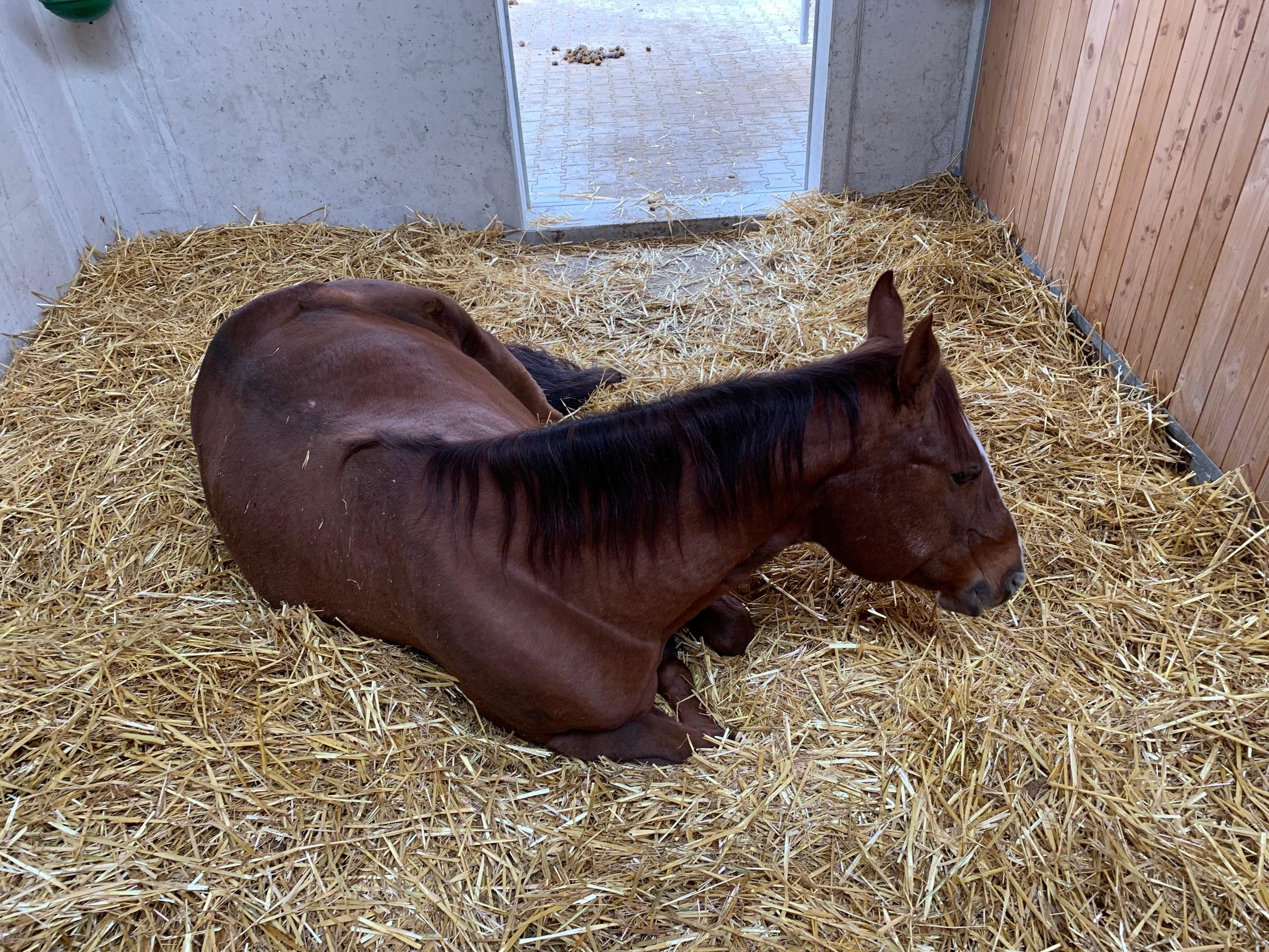 Ein Pferd ruht auf Stroh in seiner Box