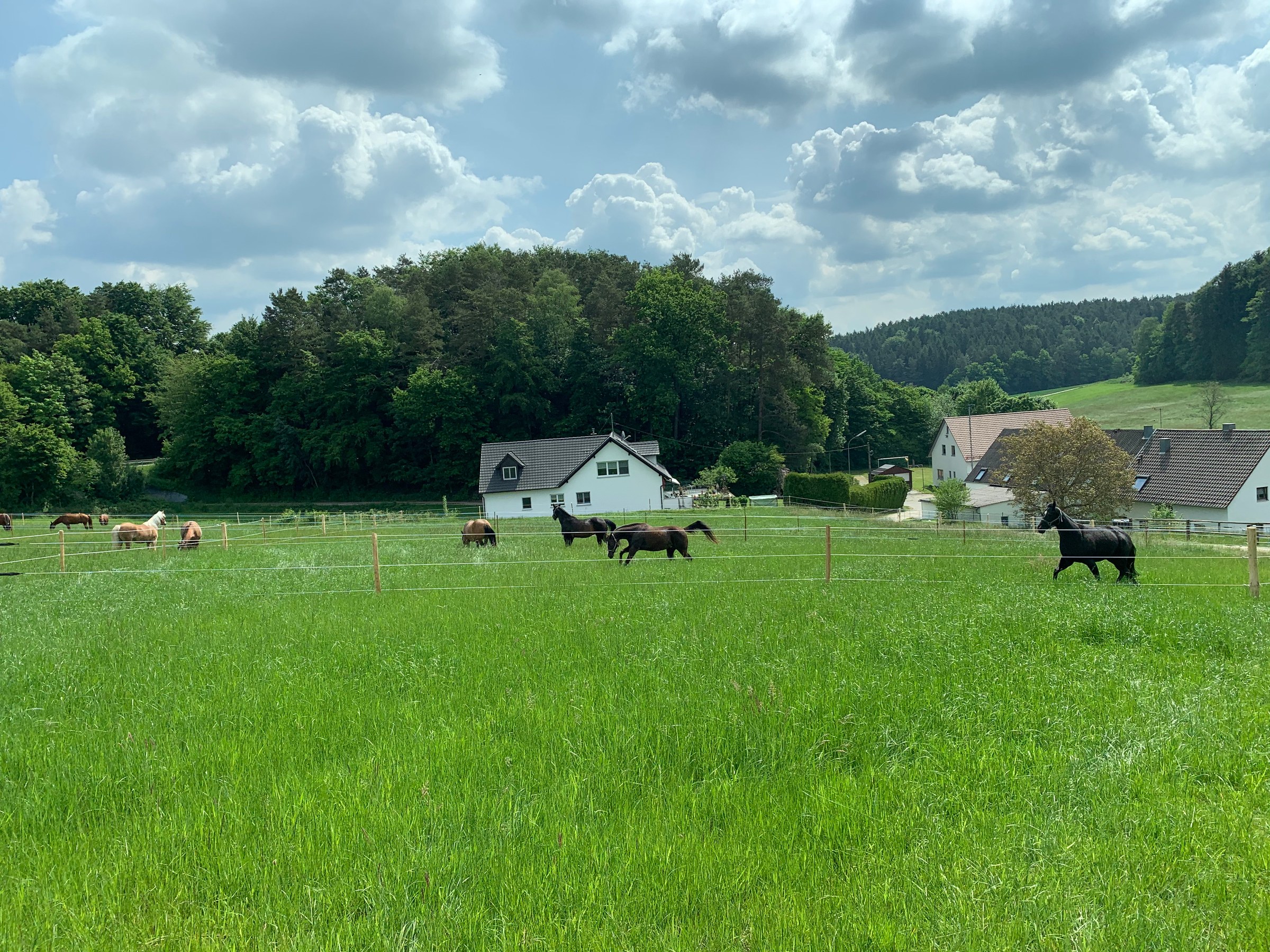 Pferde grasen auf einer grünen Weide im Sommer